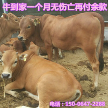 先养后付款 常年出售鲁西黄牛苗 2023年肉牛犊价格欢迎在线咨询