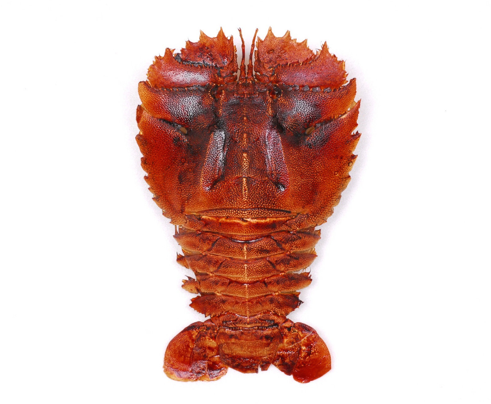 家之宴 海产品 批发 九齿扇虾 琵琶虾 有货 量大从优 质量保证