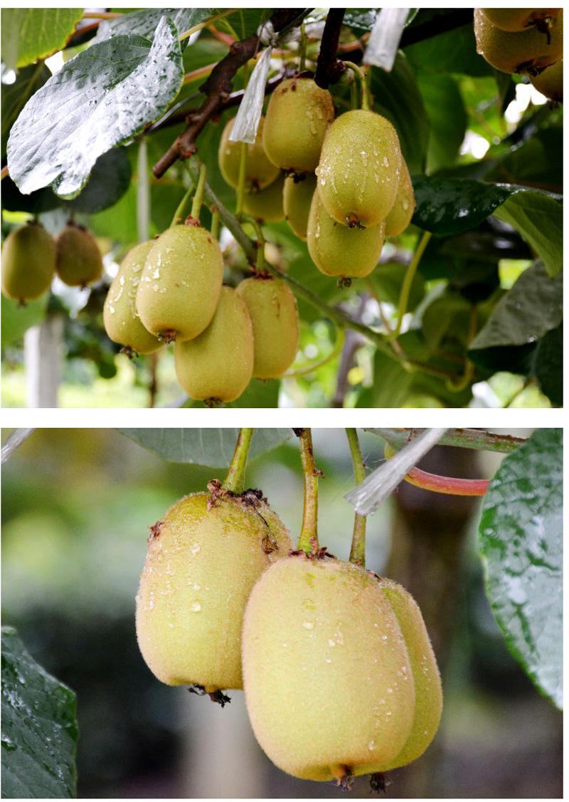 2016陕西正宗周至华优黄心猕猴桃奇异果5斤产地采摘发货