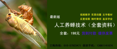 稻赤斑黑沫蝉的综合