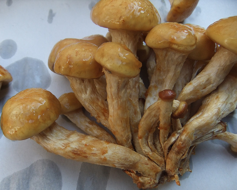 健康优质野生菌滑子菇食用菌古田货滑菇 滑子蘑菇干 量大优惠