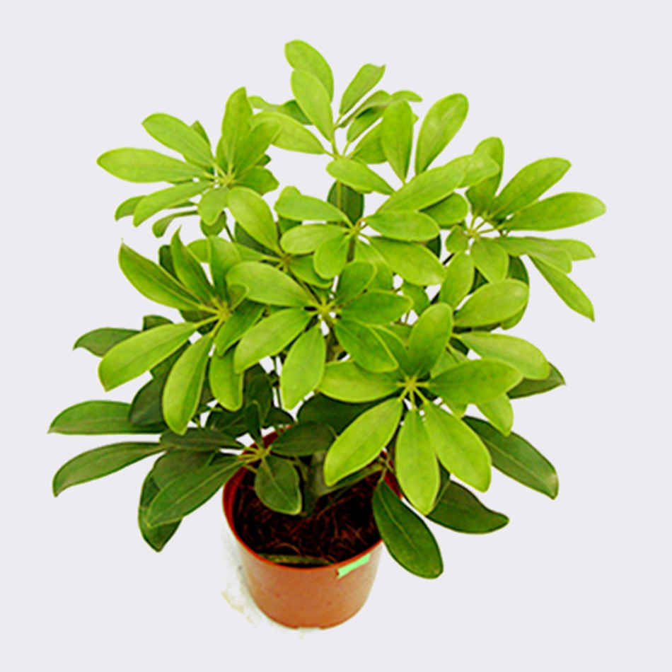 鸭脚木常绿灌木小盆栽批发园林工程苗木产地直销