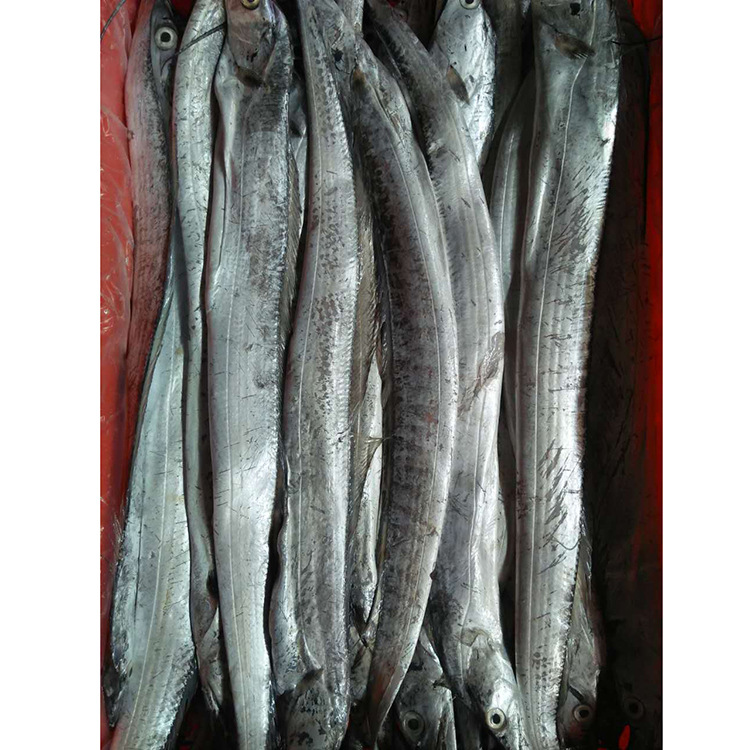 全国供应冷冻海鲜水产批发 冰鲜冷冻带鱼 鱼类批发冷冻白带鱼带鱼
