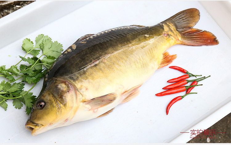 新鲜淡水鱼 食堂用 生态养殖无磷鲤鱼 鲜活水产品批发