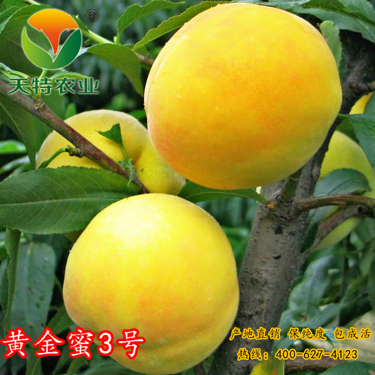 货架期长花粉_套袋 硬 长 花粉多 黄金蜜3号供