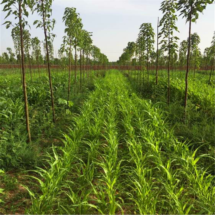 批发 牧草高丹草 耐寒耐旱 优质草籽 量大优惠