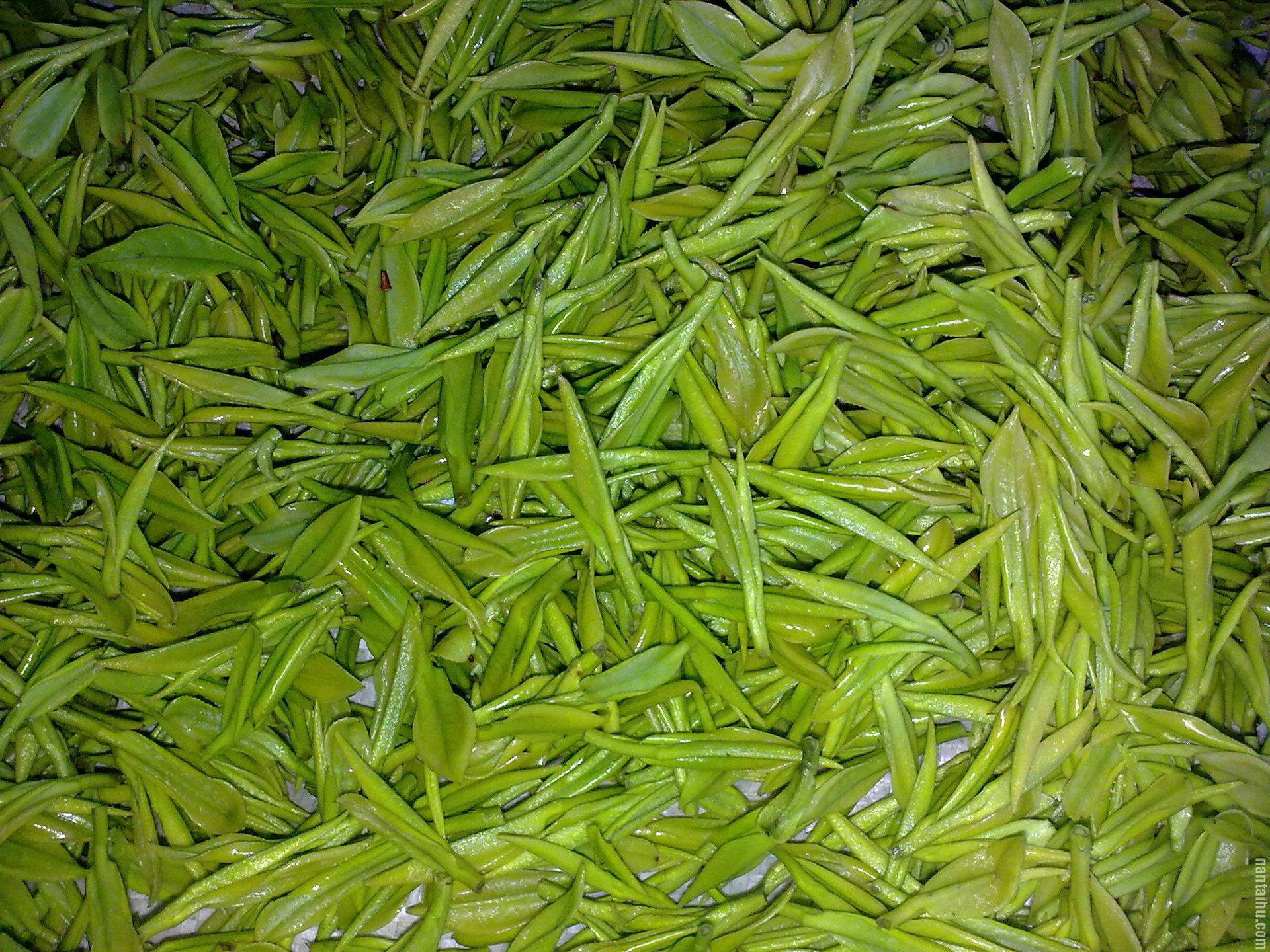 福鼎白茶月光白白毫银针福建特产特级老白茶厂家**茶散装批发