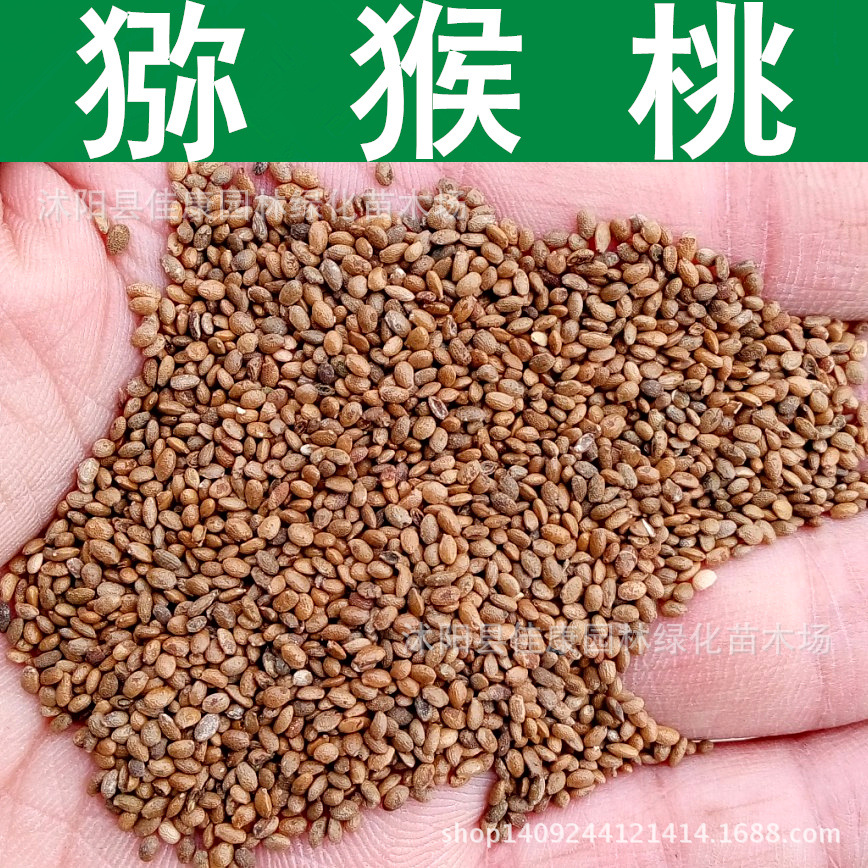 林木种子猕猴桃种子猕猴桃籽1件1斤