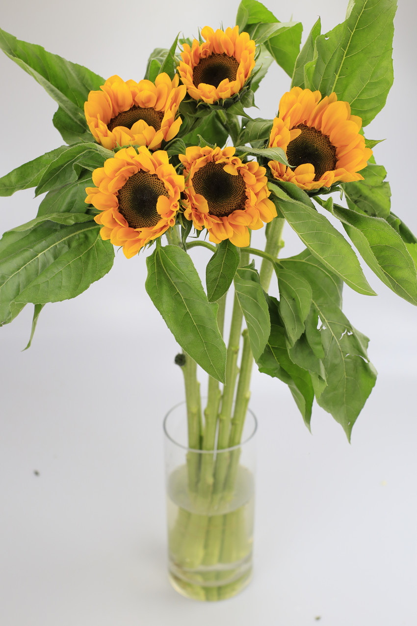 【我要花】向日葵 厦门鲜花直供 切叶配叶批发 鲜花批发