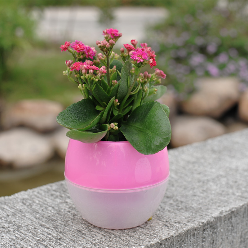 土培水养观叶花卉长寿花 绿色植物波浪竹芋办公室内吸甲醛小盆栽