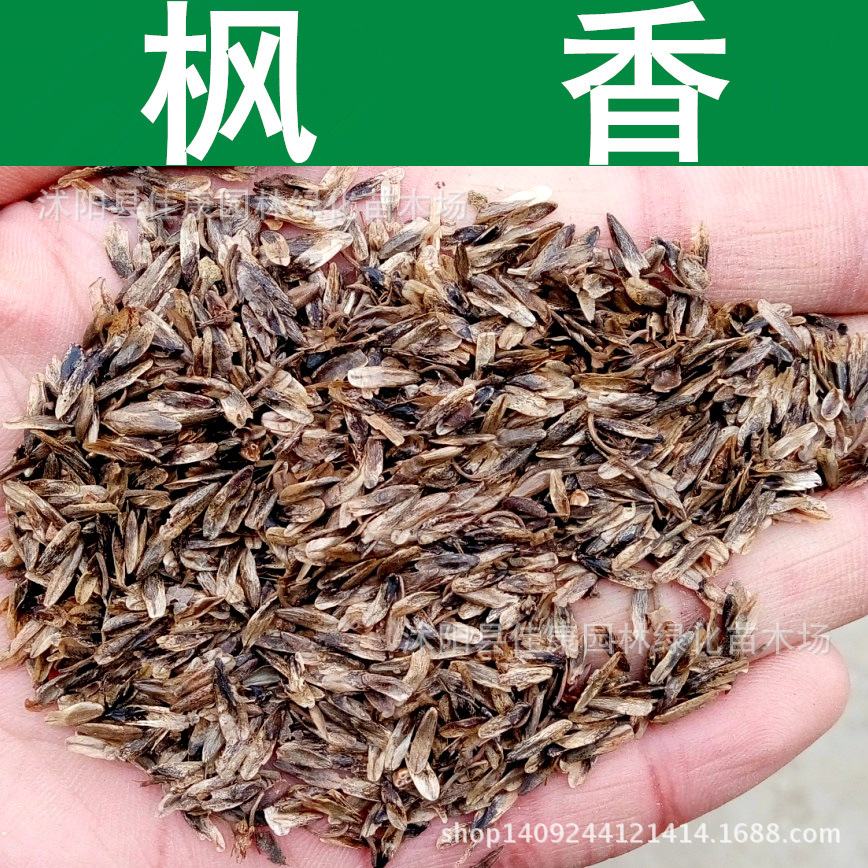 林木种子枫香种子枫香树种子枫树1件1斤