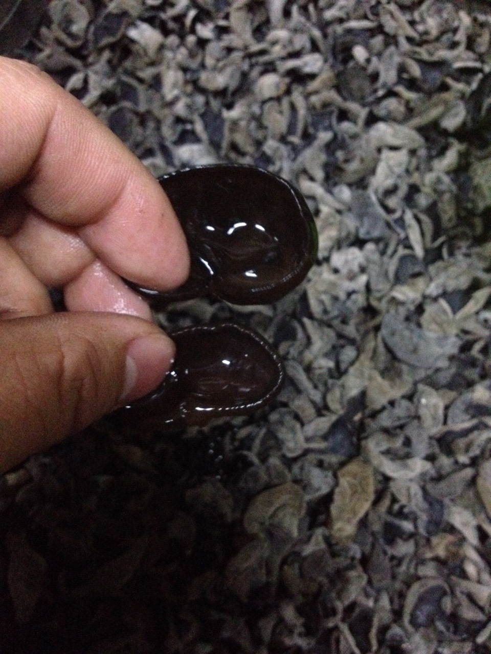 青川黑木耳