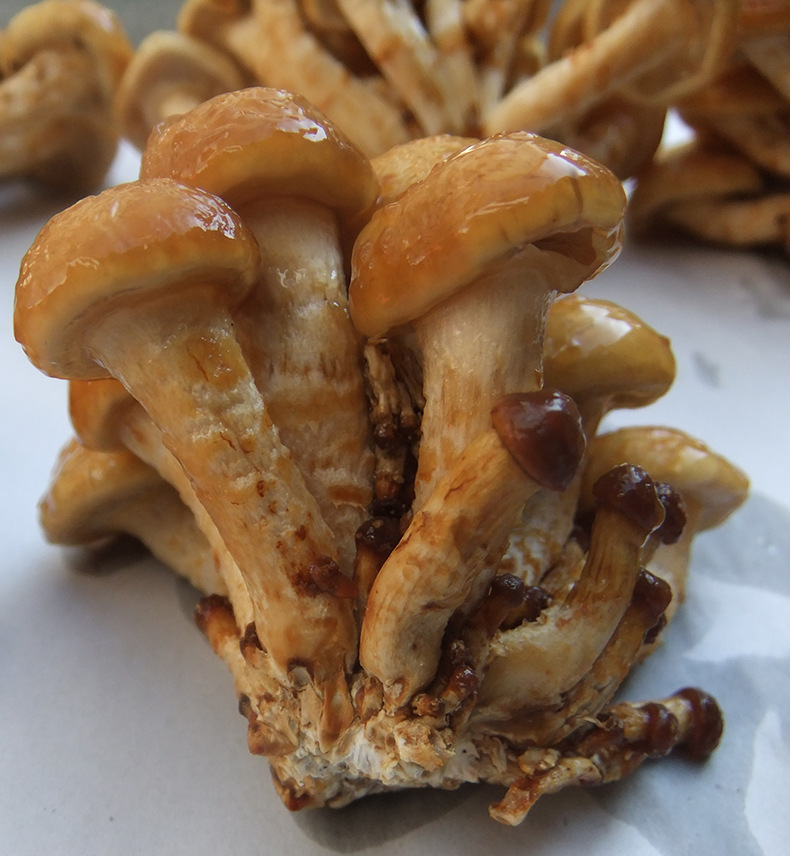 健康优质野生菌滑子菇食用菌古田货滑菇 滑子蘑菇干 量大优惠