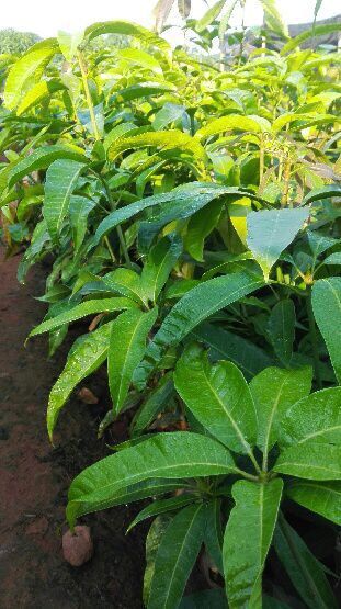 基地热销芒果苗 芒果种苗 成活率高
