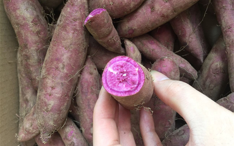 新鲜紫薯 胜越南迷你小紫薯珍珠紫 薯粉糯香农家地瓜5斤 微.
