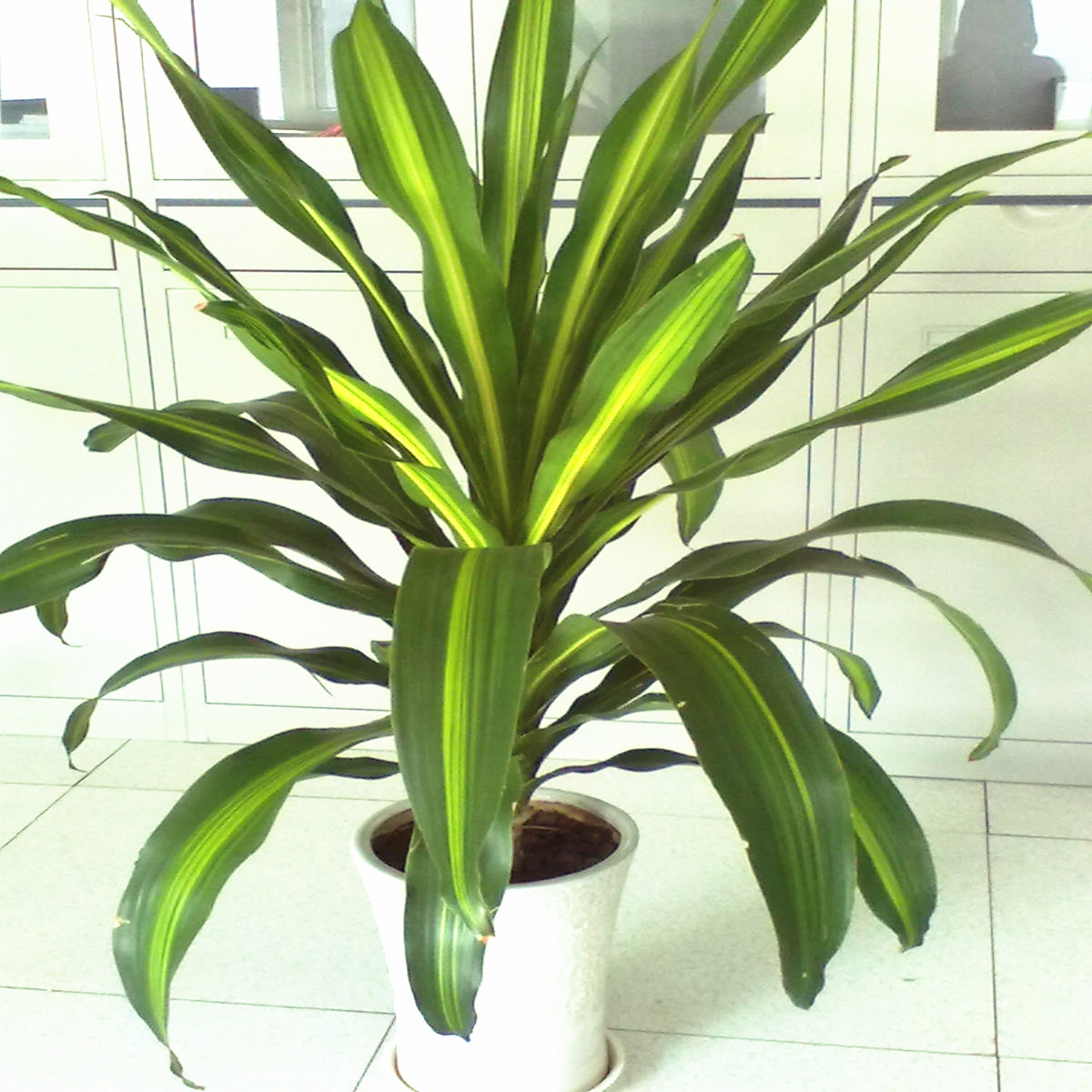 金边巴西铁 也门铁 香龙血树 ,绿植盆栽,室内花卉 四季观叶植物