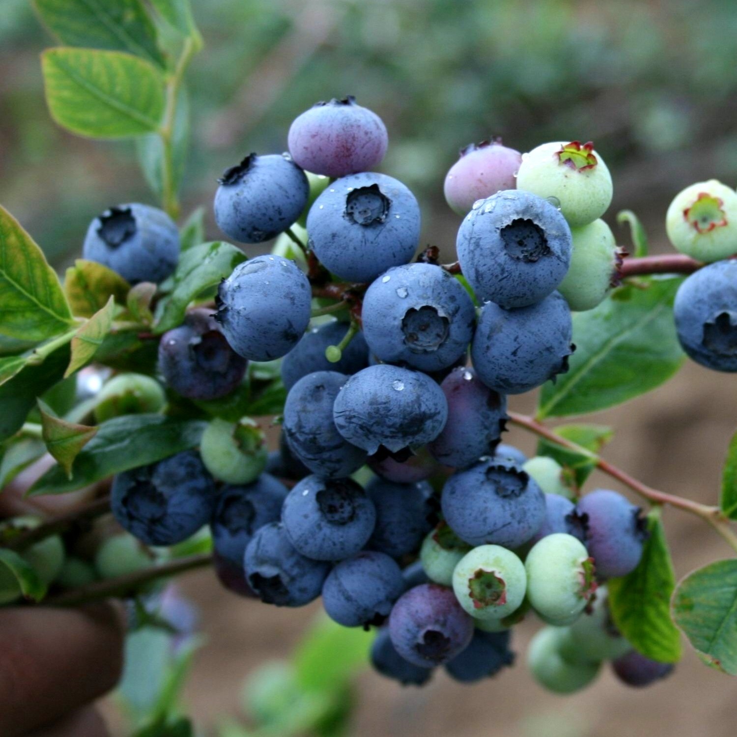 蓝莓 蓝莓苗 蓝莓树苗 蓝莓苗木