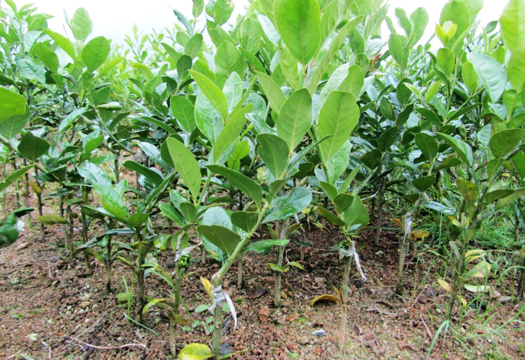 柠檬苗优质纯正果苗专业繁育无病虫害无公害大棚设施繁育