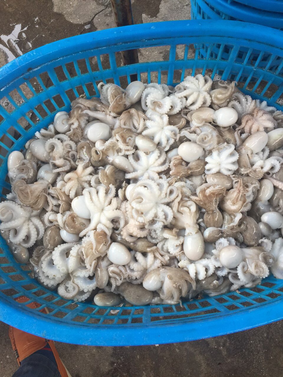 东山岛优质片冻章鱼花 章鱼花 酒店特供