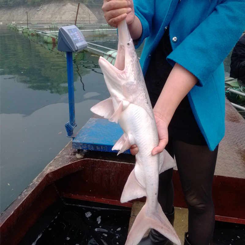 供应稀有白化鸭嘴鱼白色鸭嘴鱼