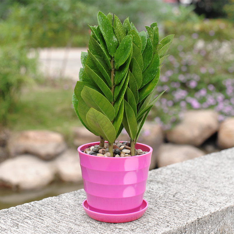 金钱树 观叶花卉办公室内小盆栽客厅盆景土培水养吸甲醛绿色植物