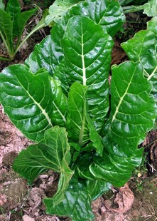 蔬菜种子 根达菜种子 牛皮菜 莙荙菜 君达菜 耐热抗寒 抽.