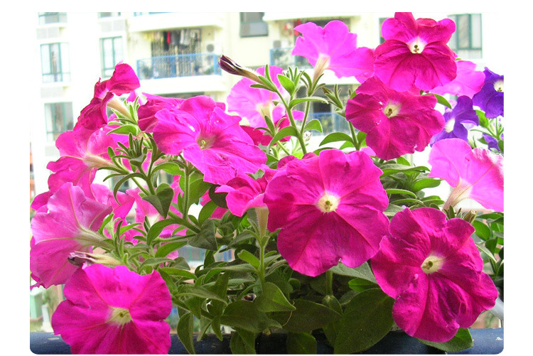 喀喇沁花卉种子繁育基地大量批发花卉种子矮牵牛