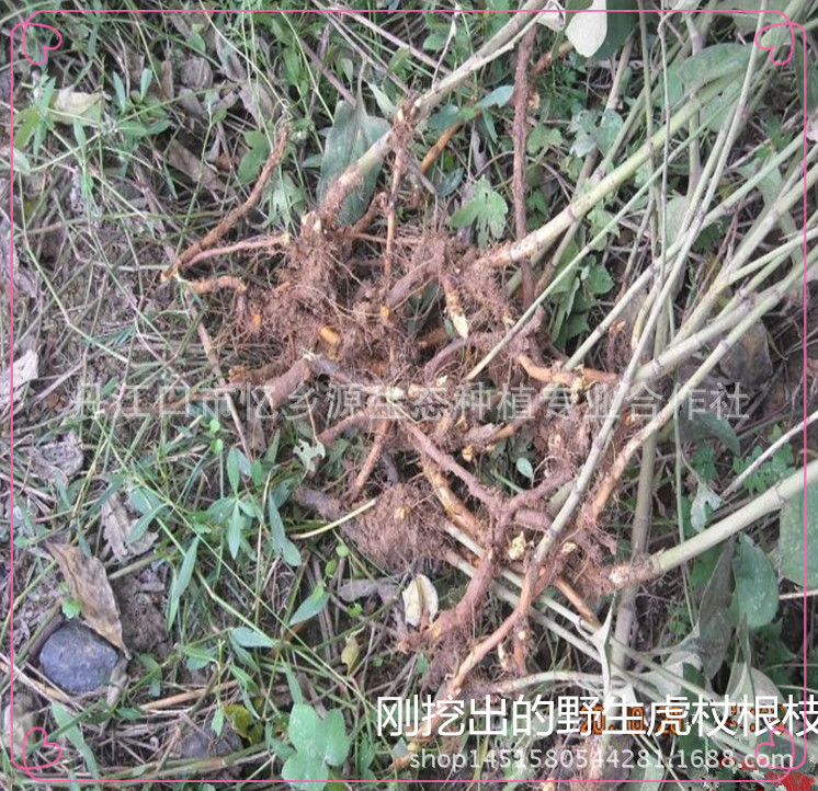 农民自己挖 天然野生中药材虎杖根 酸筒杆 酸桶芦 大接骨 斑庄根