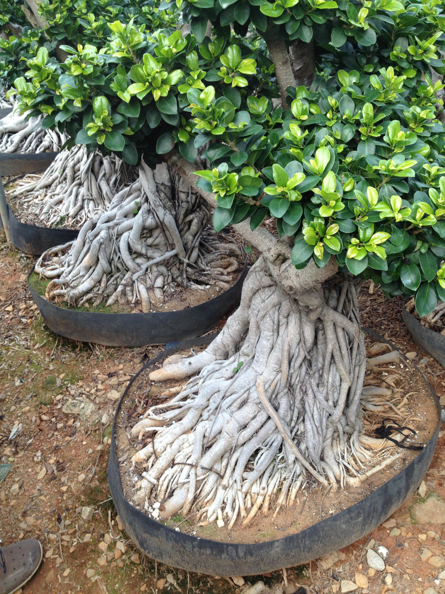 热销供应绿化漳浦沙西产地景观榕树盆景景观榕树yz06