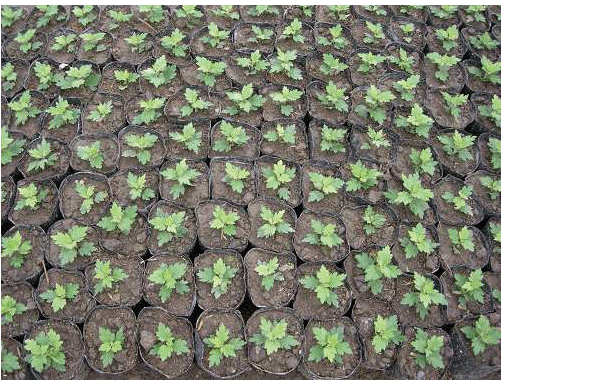 产地货源菊花种苗优质高产繁育鲜花批鲜花杭白菊种苗