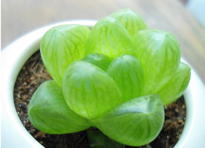 玉露寿十二卷属多肉植物姬玉露