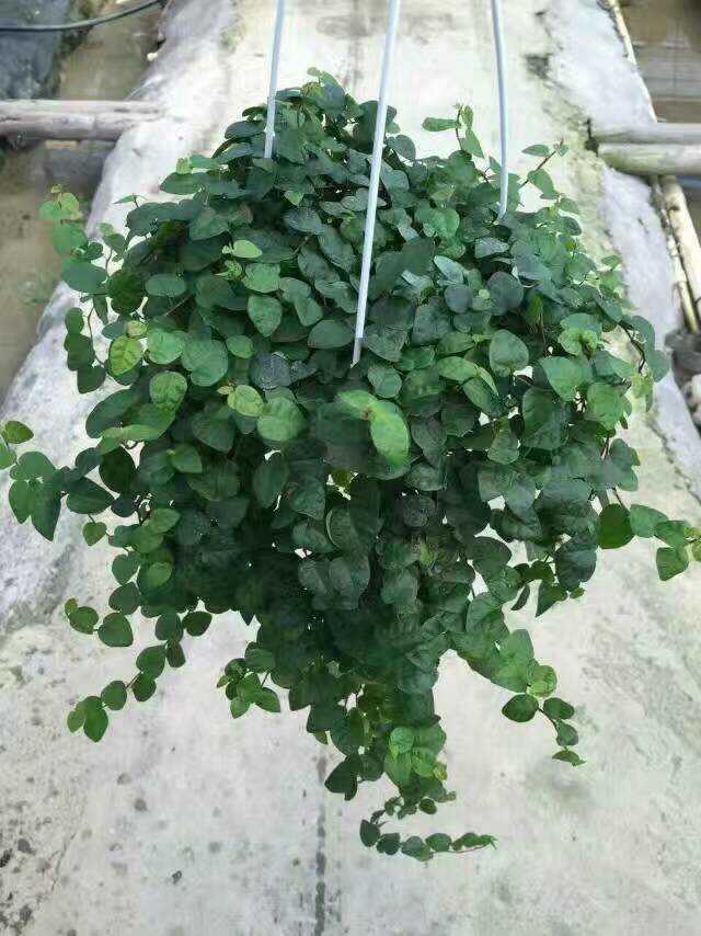 【基地直销】微景观垂吊植物四季常绿小盆栽 (180#)青叶霹雳