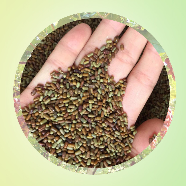 【厂家】供应田青子 儿童沙滩田菁子 田箐籽