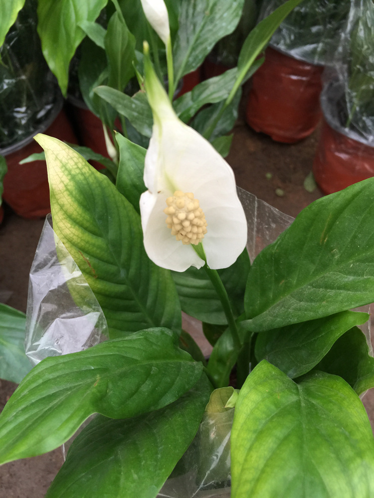 高档盆栽花卉植物 红掌白掌粉掌 带花开花 吸甲醛净化空气 - 苗木批发