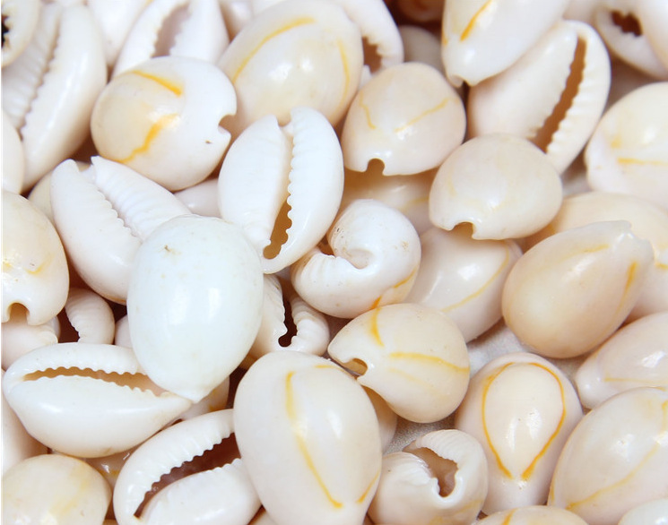 海螺贝壳 黄宝螺 水族箱鱼缸造景 蜡烛diy材料 家居