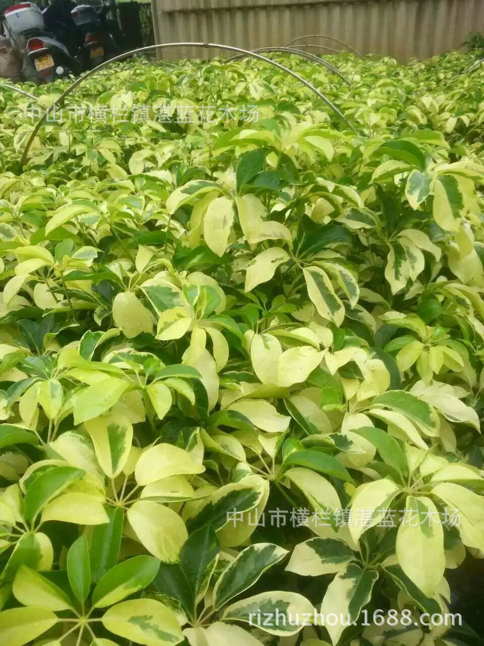 花叶 鸭脚木 高15-25厘米 广东 地被 灌木 富贵榕 园林绿化工程