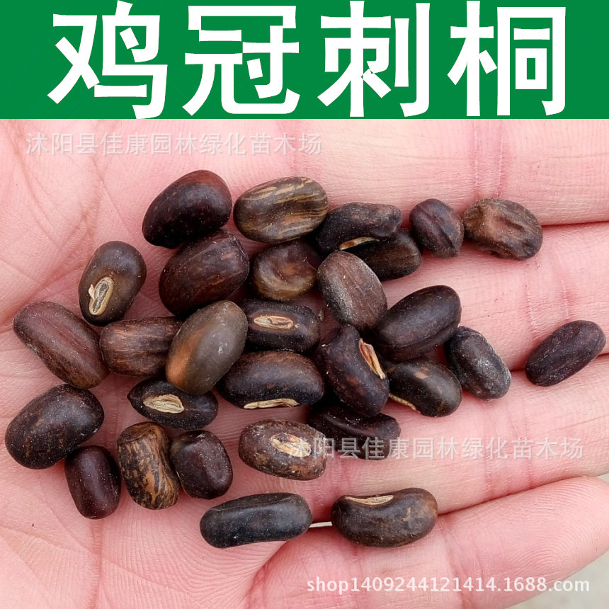 林木种子鸡冠刺桐种子象牙红鸡冠豆巴西刺桐1件1斤