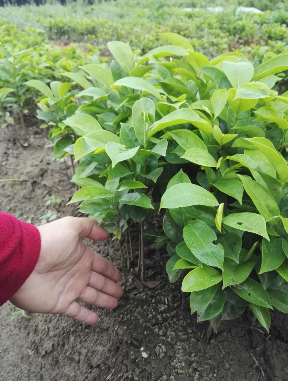 优质刺果番荔枝苗高度20公分