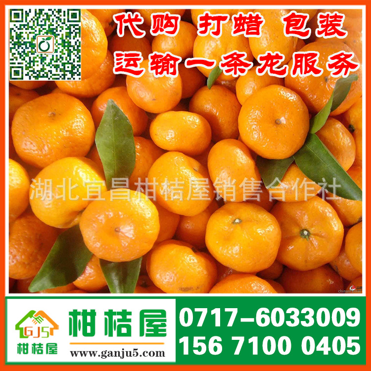 武汉市武昌区早熟柑橘产品展示