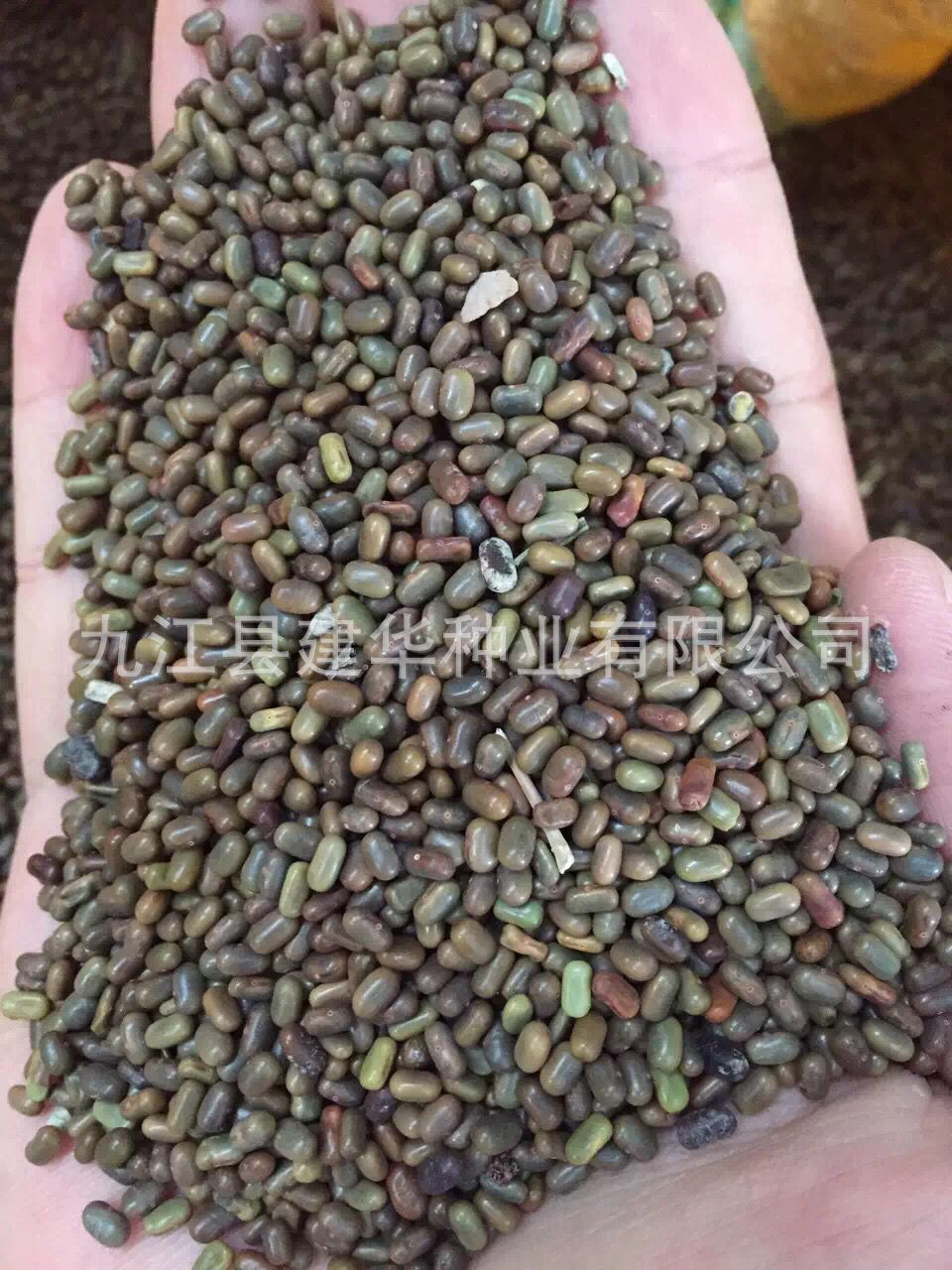 牧草种子新采优质田菁种子涝豆碱菁种子可作绿肥田青种子发芽率高