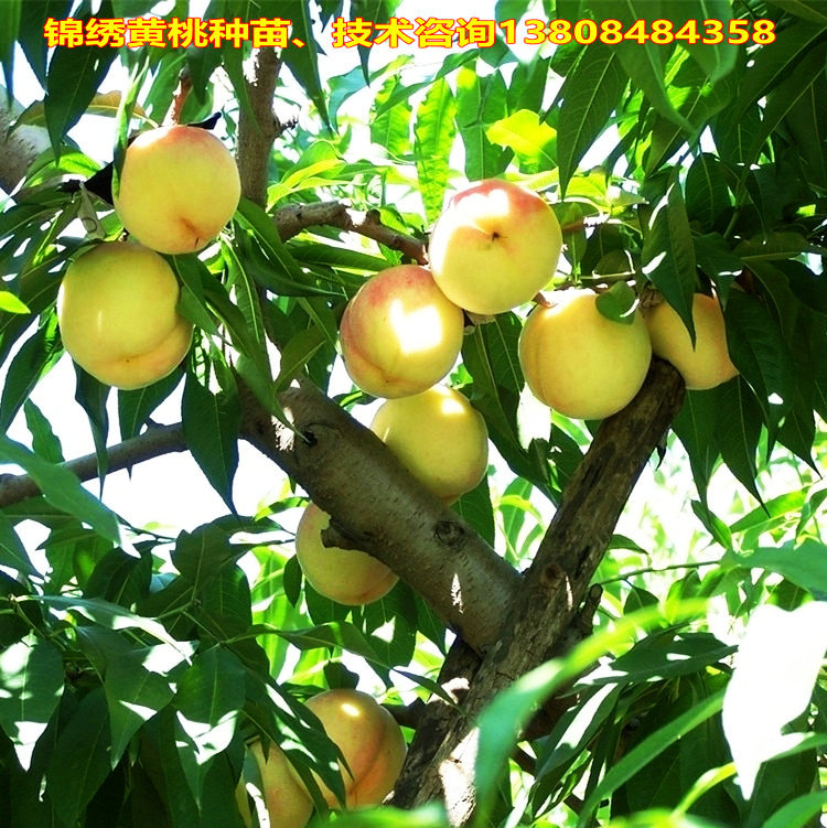 果树苗新品种北方果树苗南方果树苗美猴王冬桃树苗锦绣黄桃