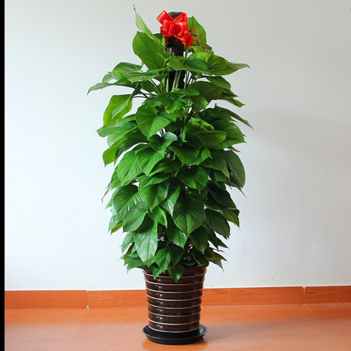 绿萝盆栽水培室内客厅走廊大型绿植物盆景大叶包邮吸甲醛净化空气