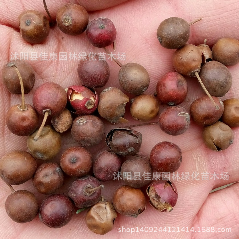 枸骨种子 无刺构骨种子 枸骨树 鸟不宿 猫儿刺 枸骨冬青 1件=1斤