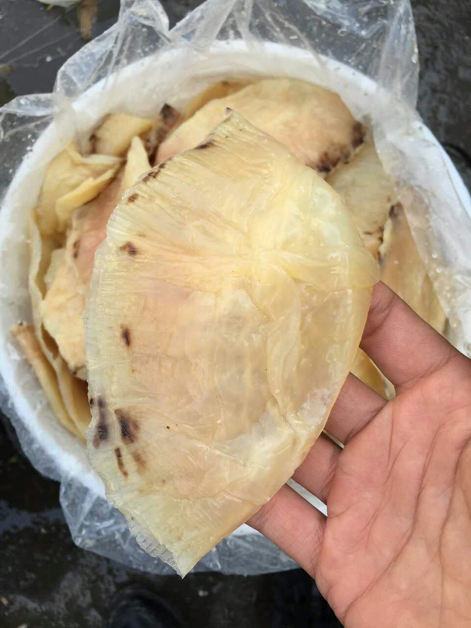 【海珍坊】干帽子皮 野生海蜇 墨西哥海蜇皮 洪都拉斯海蜇皮批发