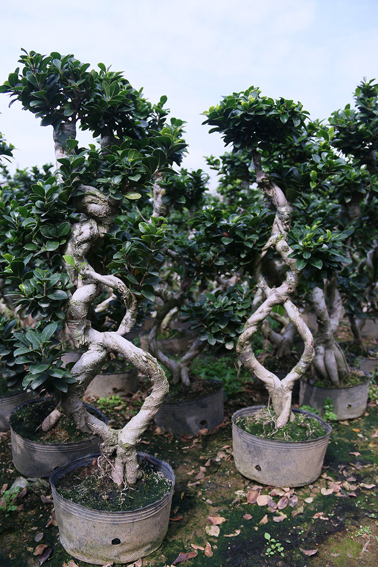 富坤园艺 室内小型盆景小叶榕树盆栽微型办公室绿色植物基地直销