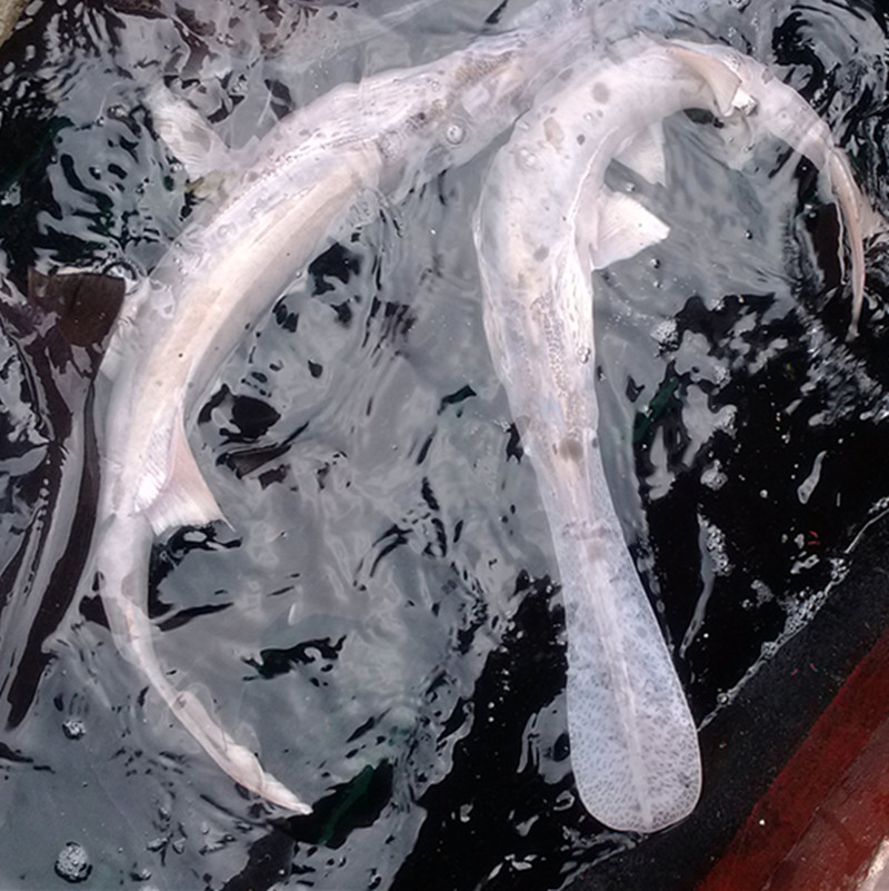 供应稀有白化鸭嘴鱼白色鸭嘴鱼