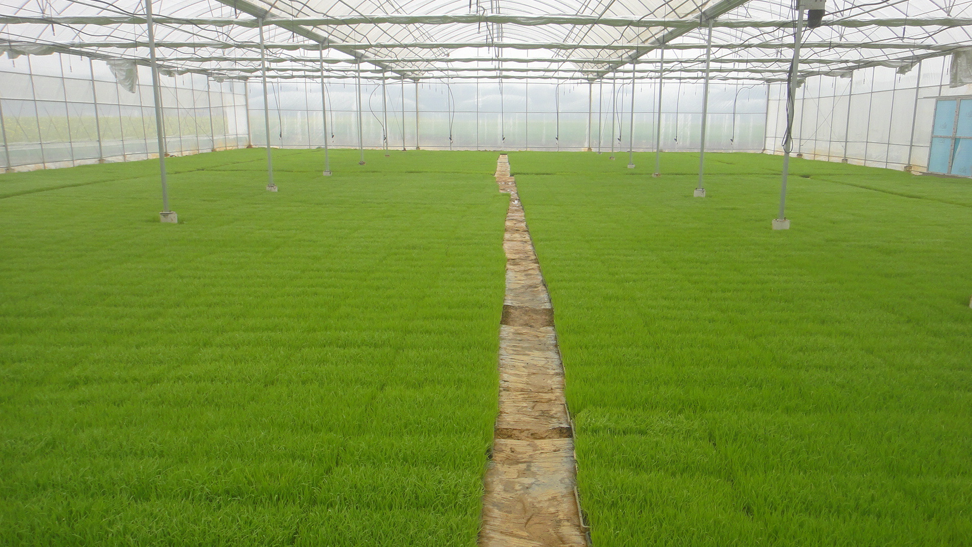 厂家批发 水稻育秧基质 水稻育苗营养土 水稻栽培基质