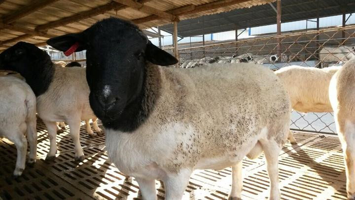 养殖黑头杜泊羊 纯种杜泊绵羊养殖羔羊专门肉用绵羊品
