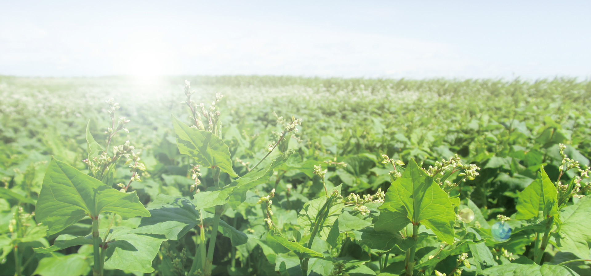 英德市黑苦荞茶怎么喝才好