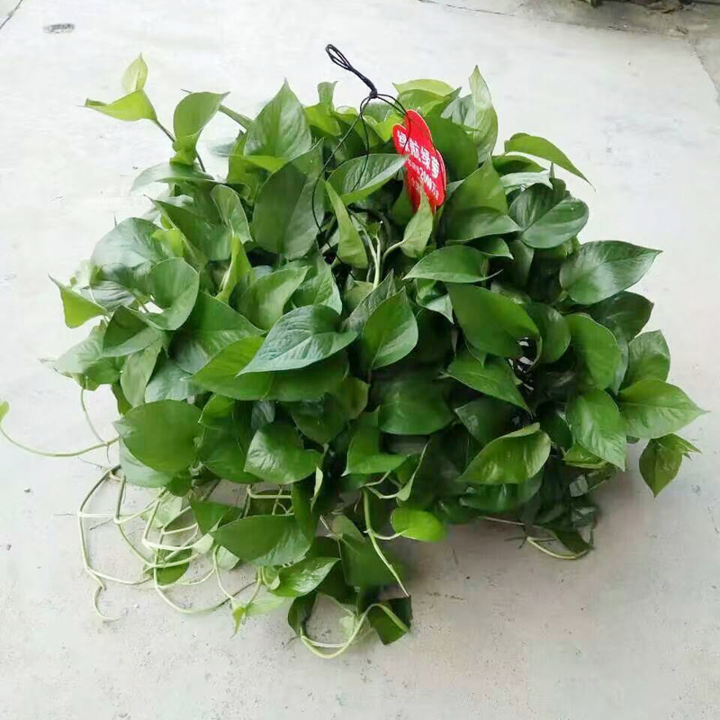 基地直供 绿航绿萝 360 短藤 盆栽植物 吸甲醛净化空气